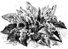 Épinard d'Angleterre (réduit au sixième)