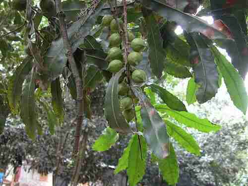 Illustration Macadamia ternifolia, Par chnelsons, via flickr 