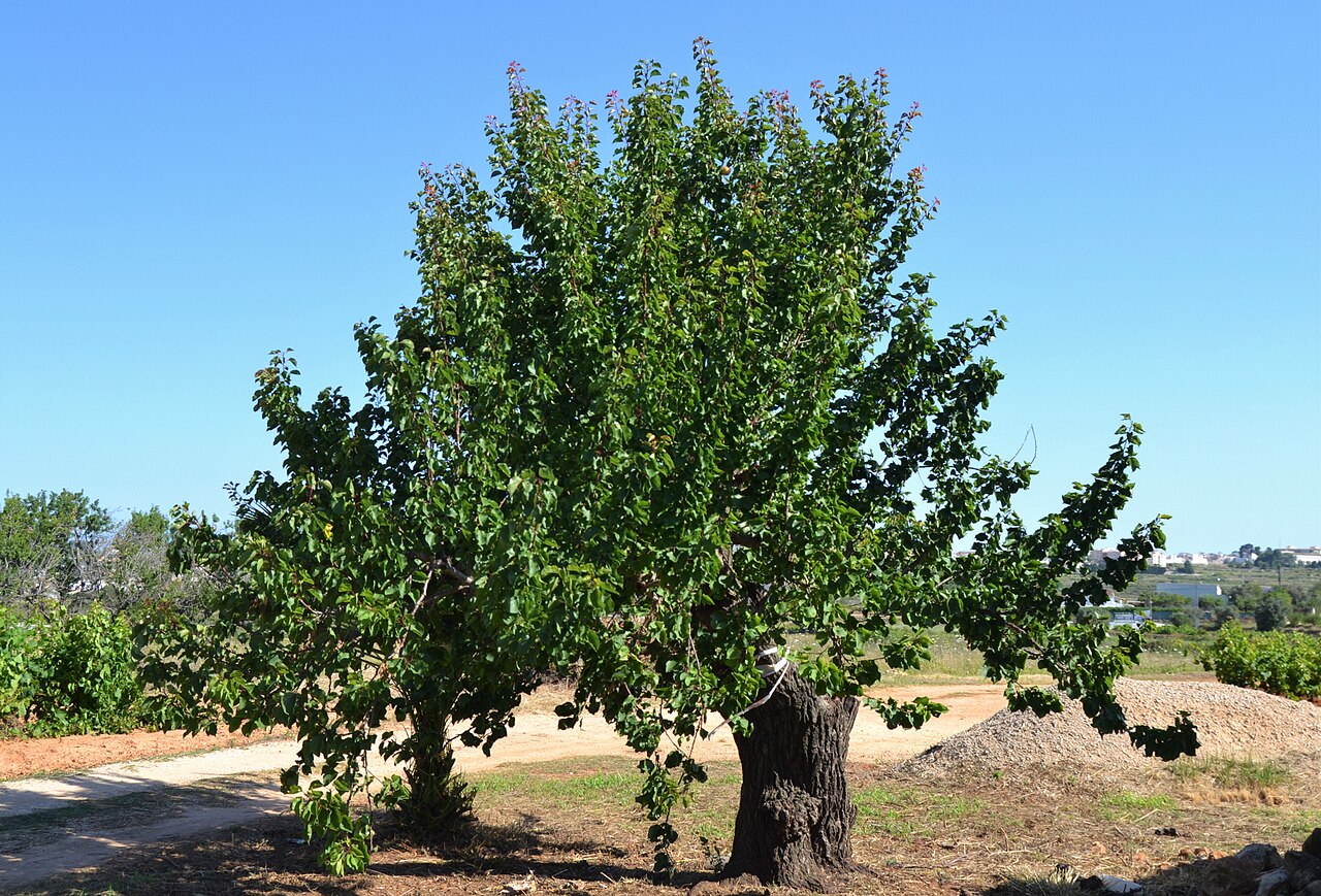 Illustration Prunus armeniaca, Par Joanbanjo, via wikimedia 