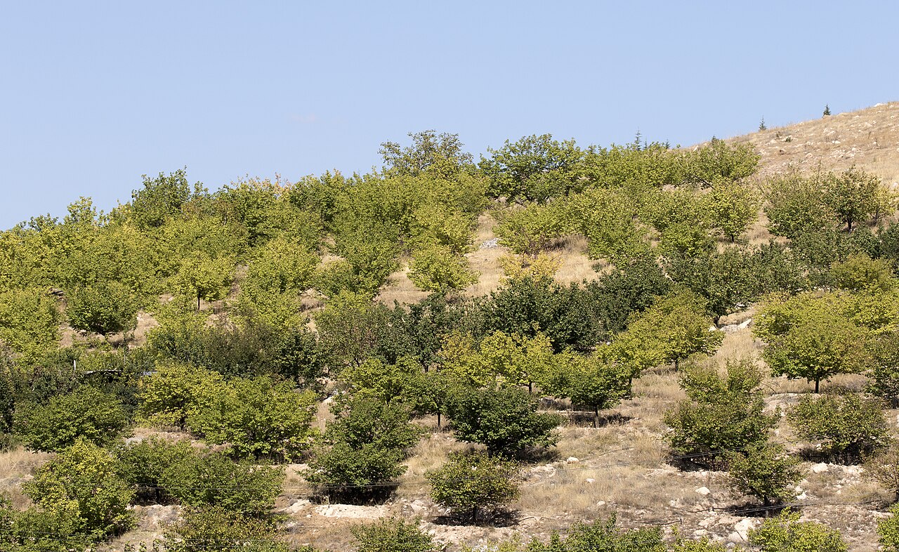 Illustration Prunus armeniaca, Par Zeynel Cebeci, via wikimedia 