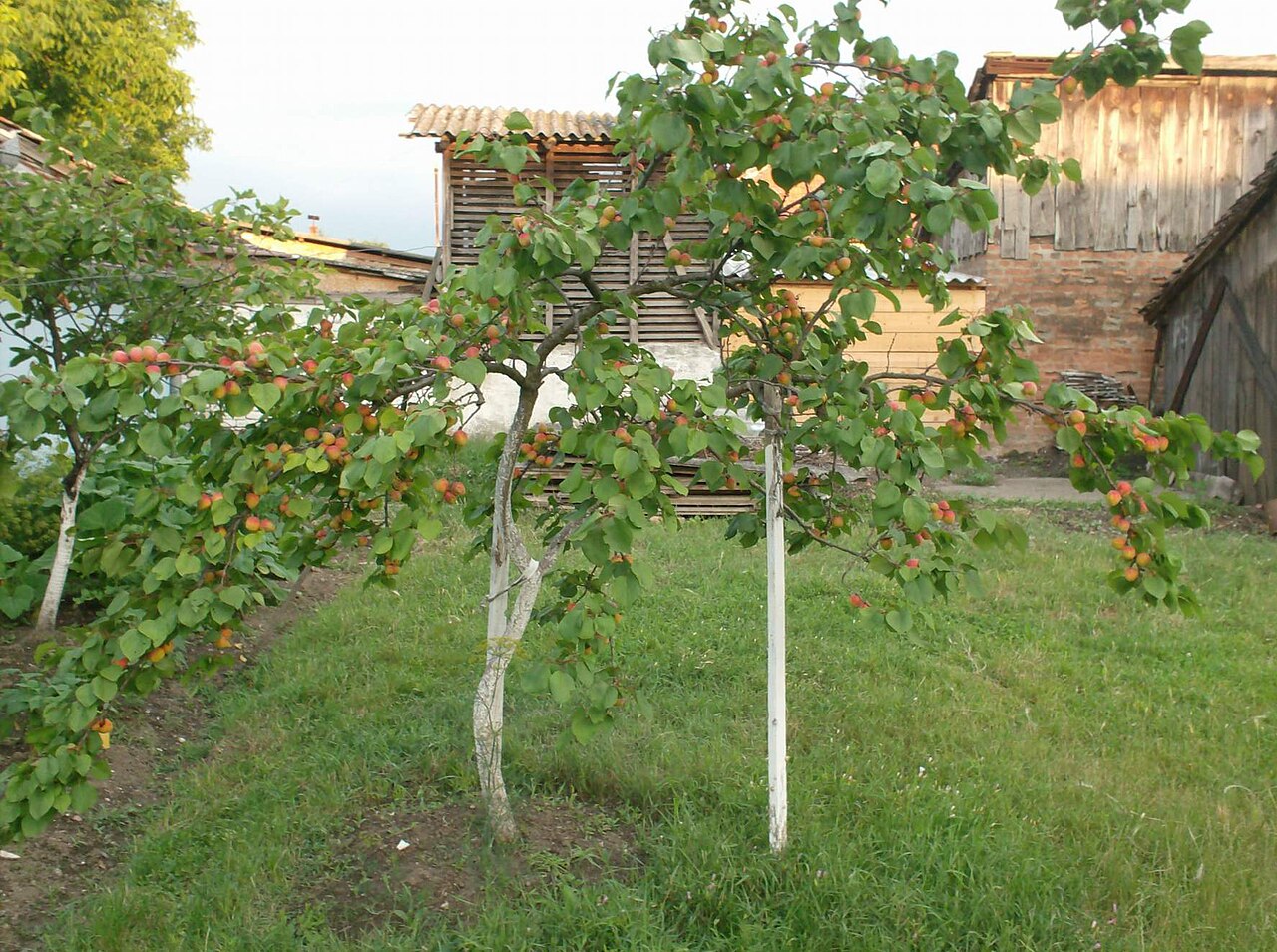 Illustration Prunus armeniaca, Par Momcilo Stokanovic, via wikimedia 