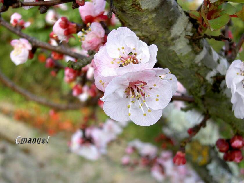 Illustration Prunus armeniaca, Par Celestino+Manuel+de+Vendas+Novas%2C+Portugal, via wikimedia 