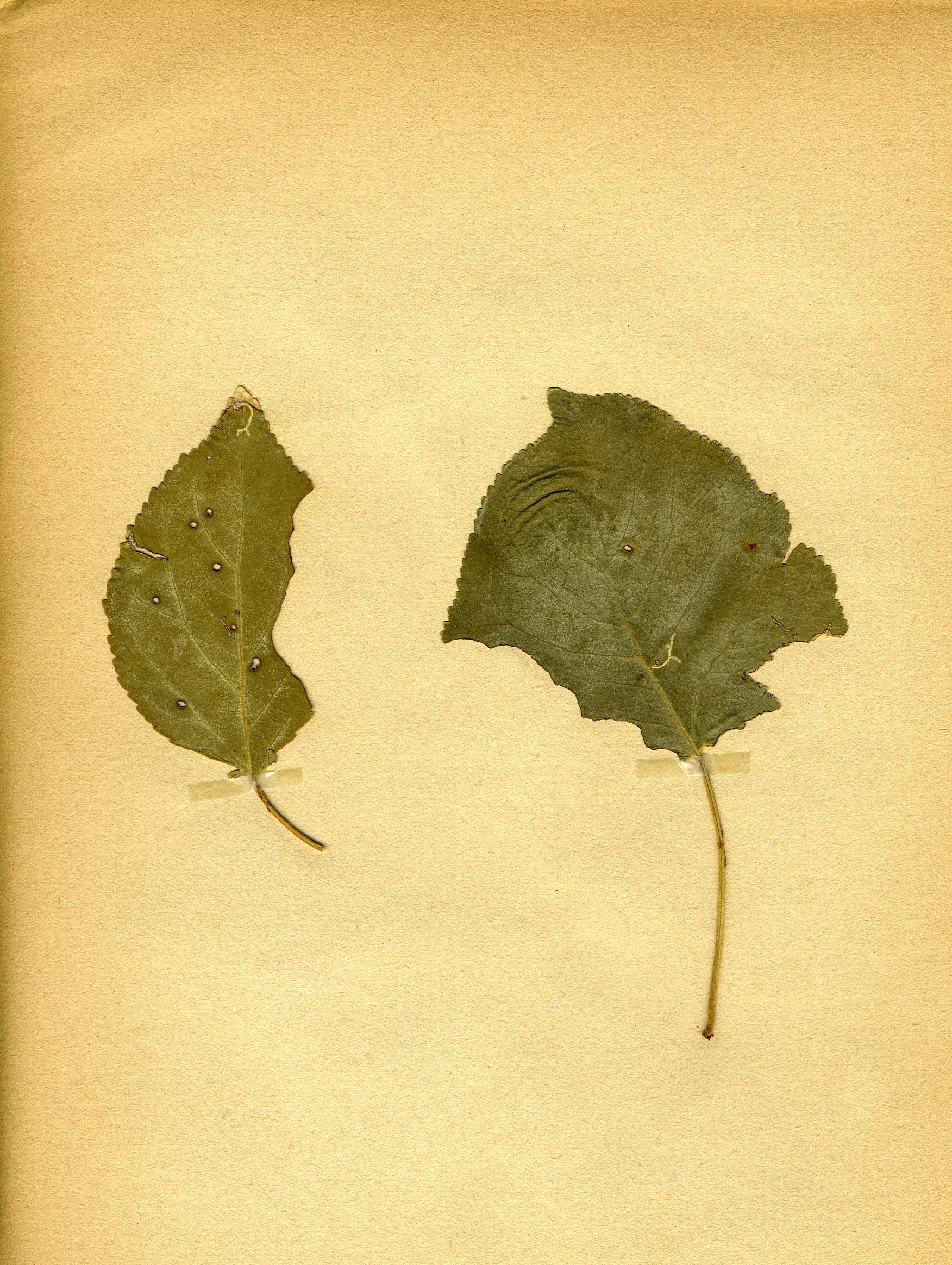 Illustration Prunus armeniaca, Par Klaus+Rassinger+%28Mus%C3%A9e+Wiesbaden%29, via wikimedia 