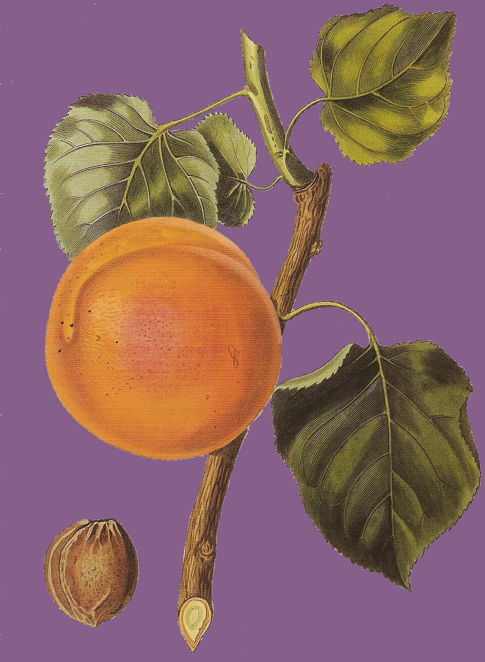 Illustration Prunus armeniaca, Par BernardM%2C+The+Royal+Horticultural+Society+Diary%2C+2004, via wikimedia 