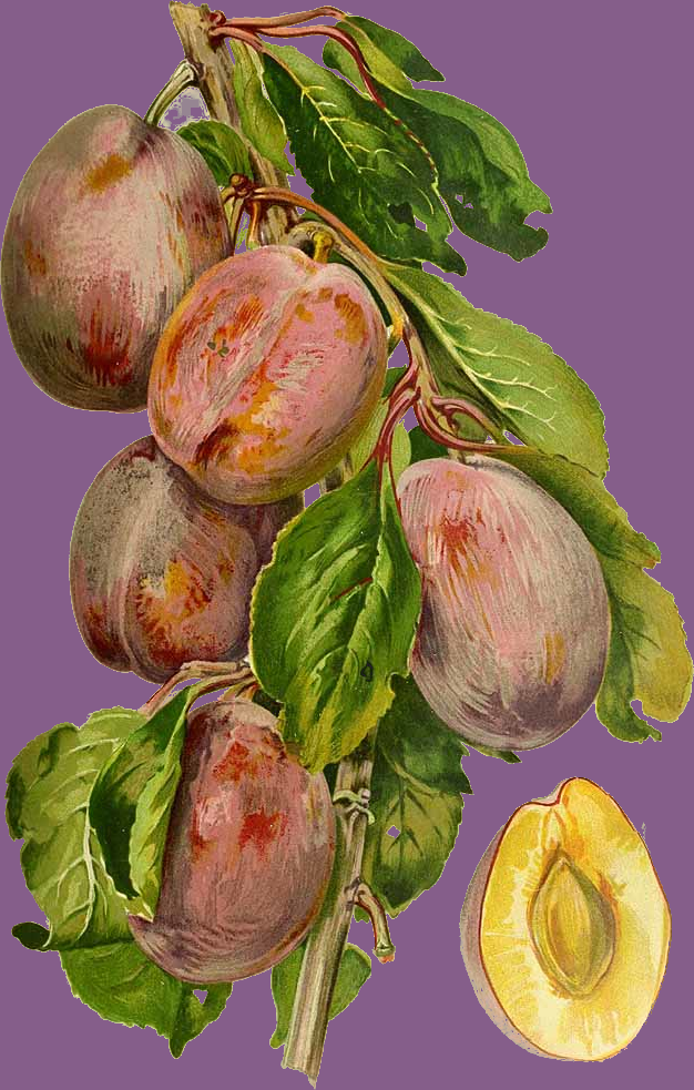 Illustration Prunus domestica, Par Revue+horticole%2C+s%C3%A9r.+4+%281852-1974%29+Rev.+Hort.+%28Paris%29%2C+ser.+4+vol.+82+%281910%29, via plantillustrations 