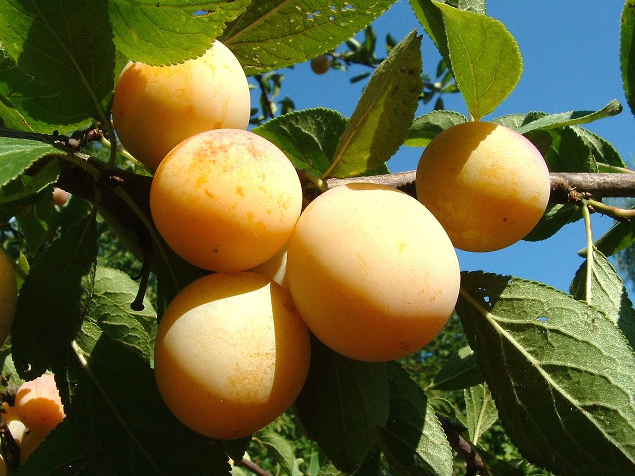 Illustration Prunus domestica, Par Stanislas PERRIN, via wikimedia 