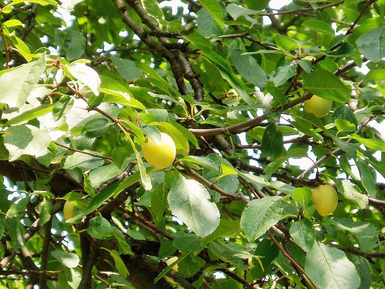 Illustration Prunus domestica, Par Marek+Kluszczy%C5%84ski, via wikimedia 