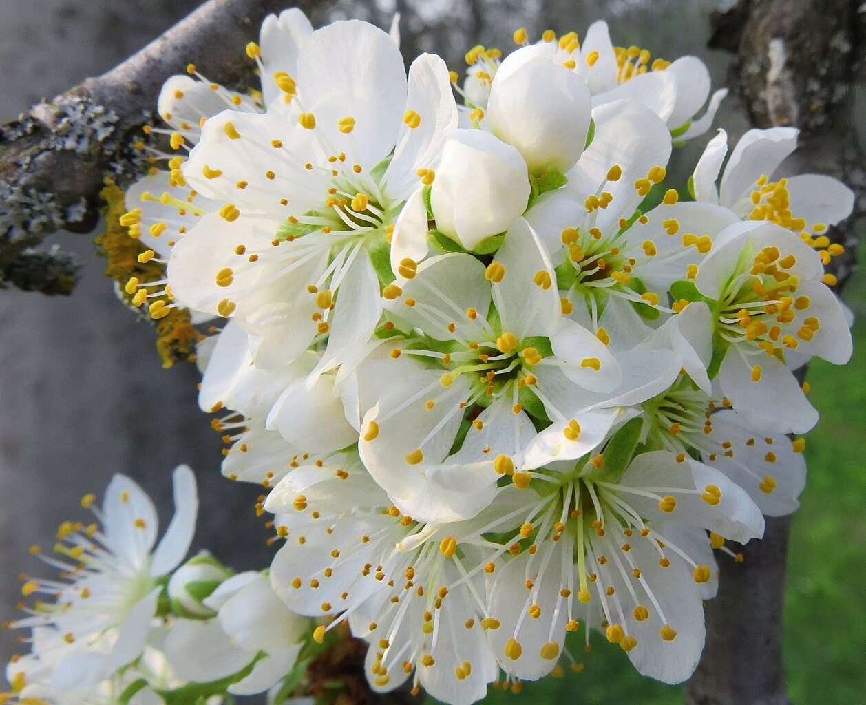 Illustration Prunus domestica, Par PROPOLI87, via wikimedia 