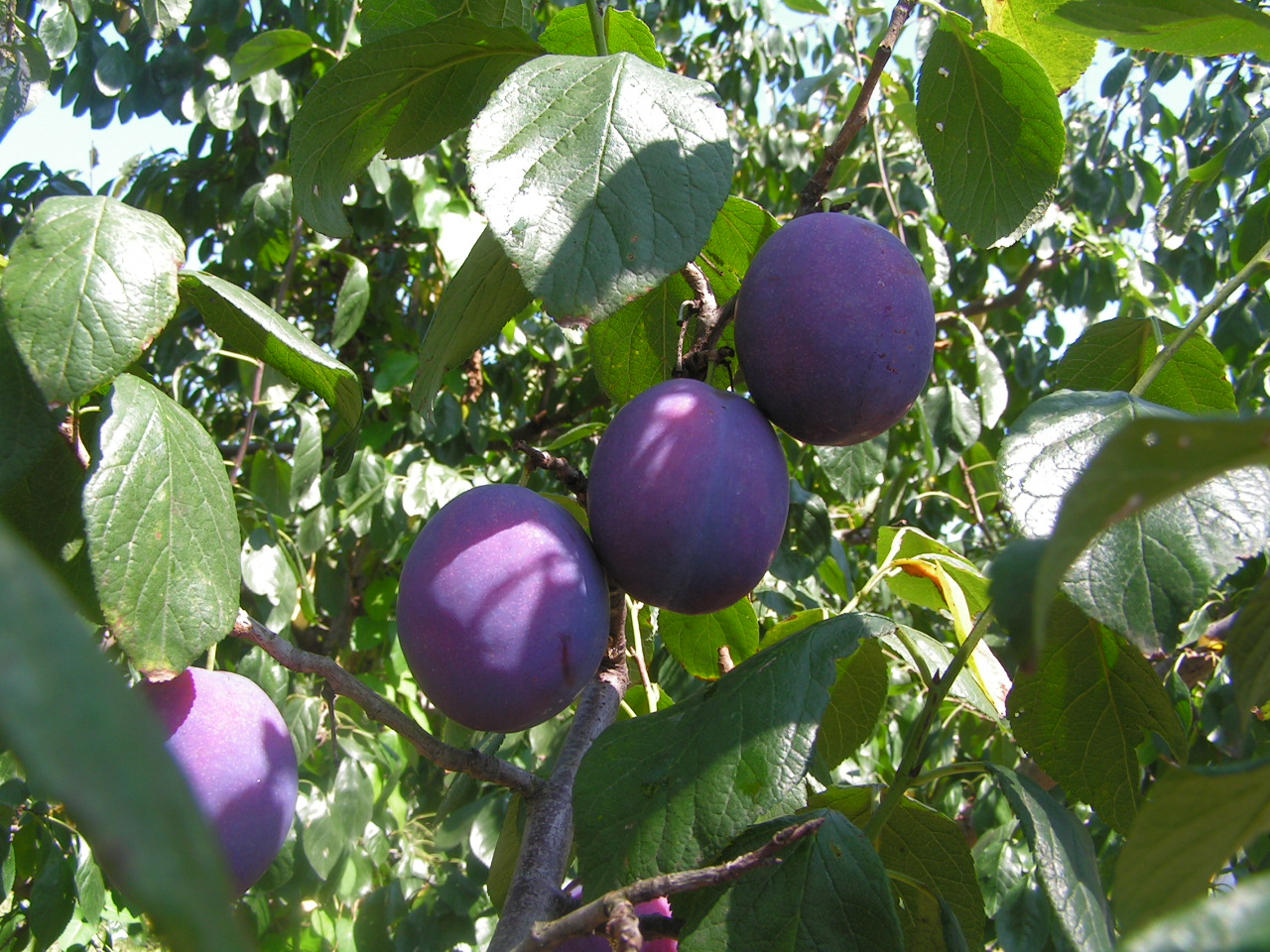 Illustration Prunus domestica, Par YAMAMAYA, via wikimedia 