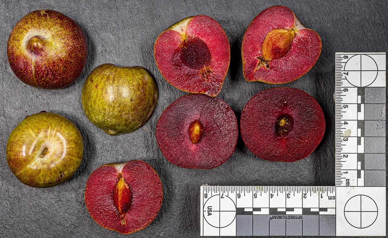 Illustration Prunus domestica, Par joergens.mi, via wikimedia 