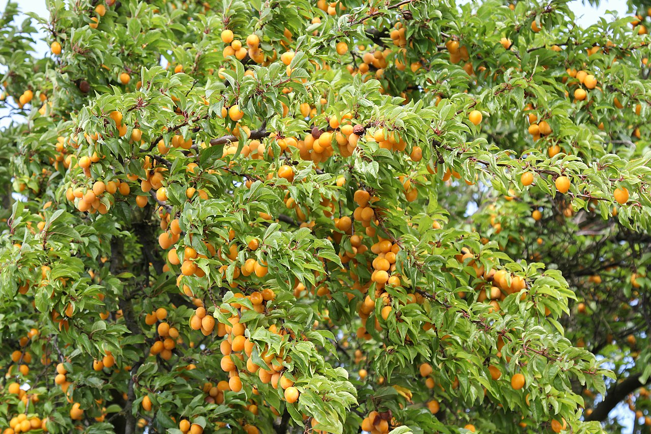 Illustration Prunus domestica, Par Maja Dumat d'Allemagne, via wikimedia 