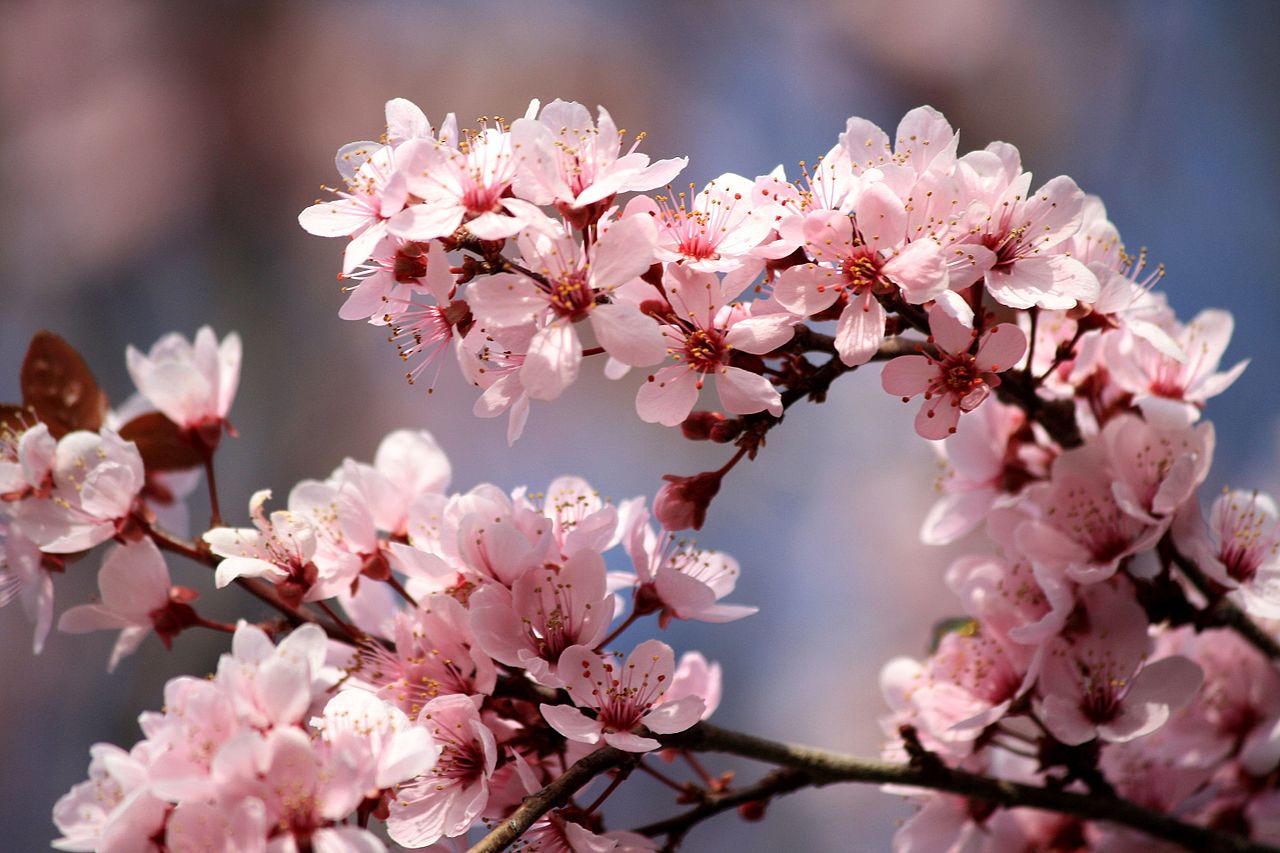 Illustration Prunus domestica, Par Pldx1, via wikimedia 