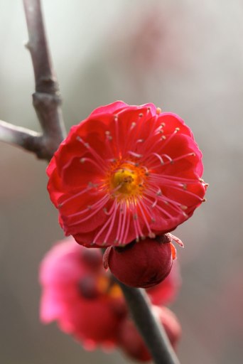 Illustration Prunus domestica, Par sung+ming+whang+de+Shanghai%2C+Chine, via wikimedia 