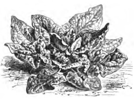 Épinard lent à monter (réduit au sixième)