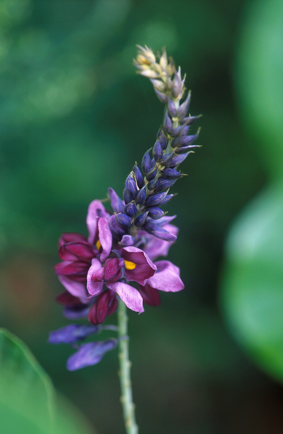 Illustration Pueraria montana, Par Peggy Greb, via wikimedia 