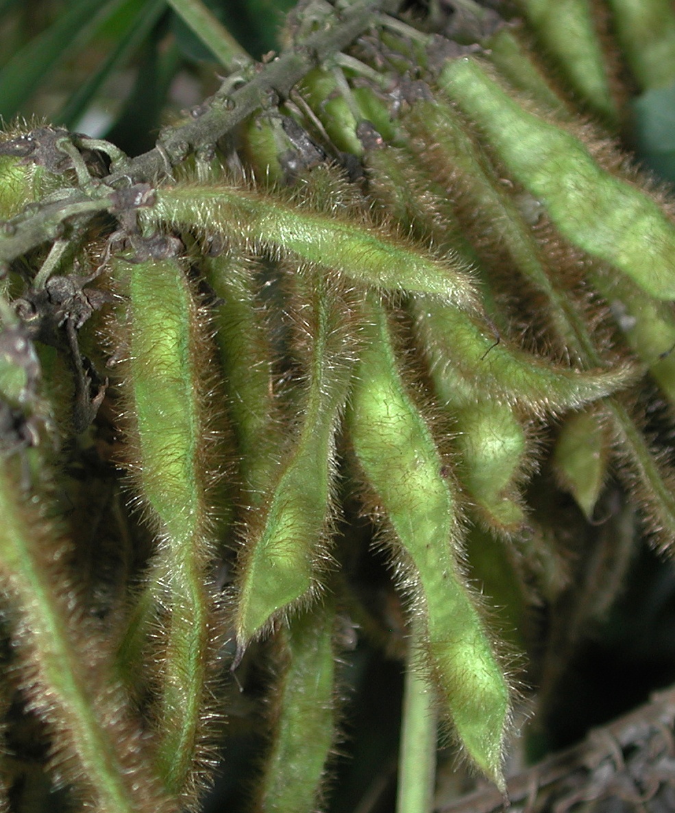 Illustration Pueraria montana, Par Pollinator, via wikimedia 