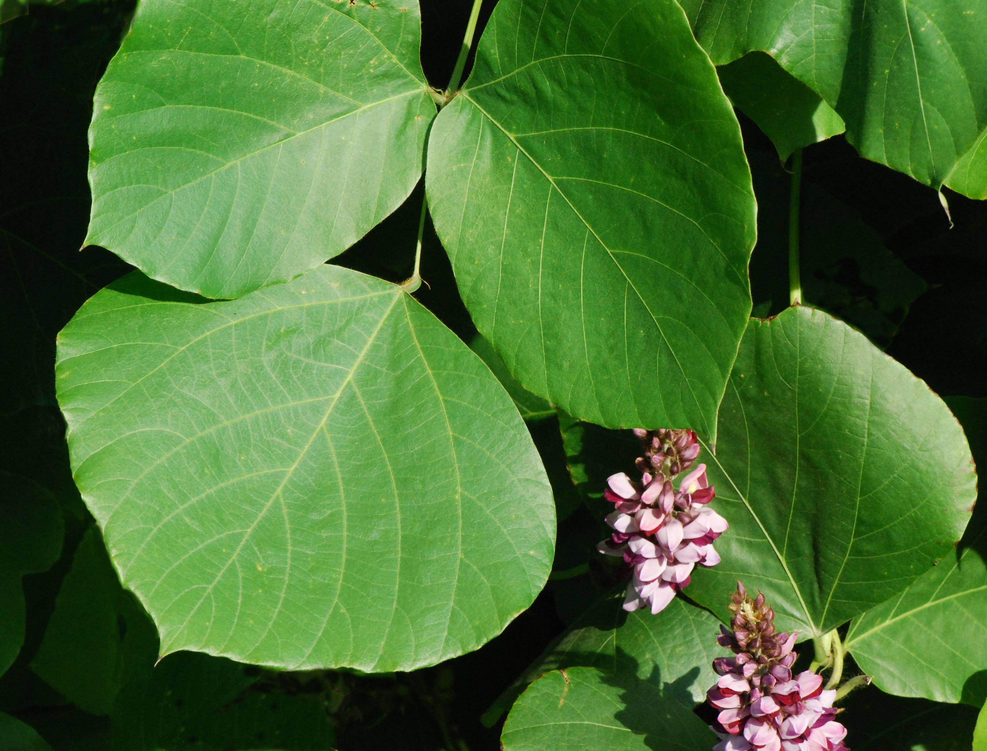 Illustration Pueraria montana, Par Pancrat, via wikimedia 