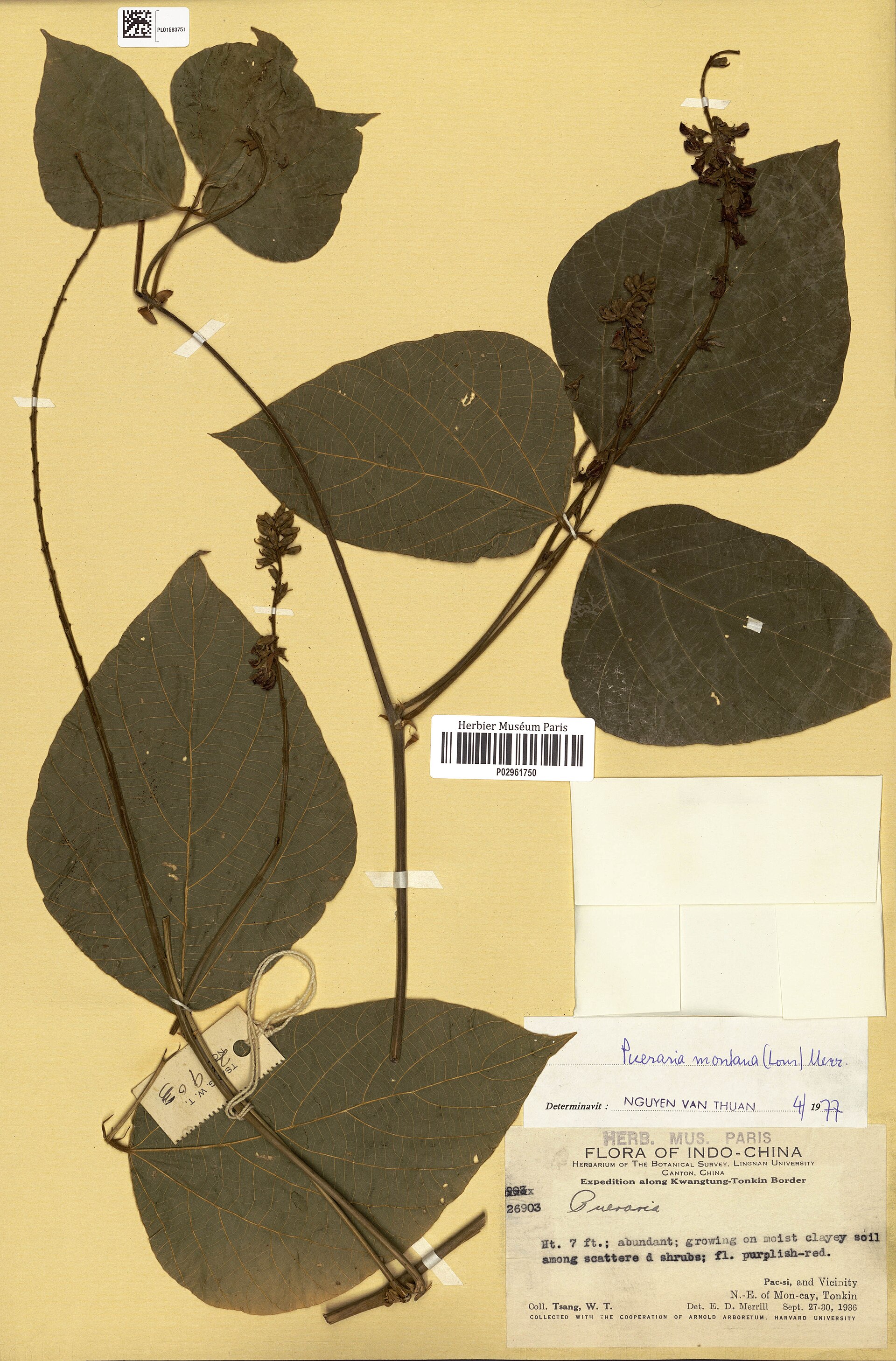Illustration Pueraria montana, Par Mus%C3%A9um+national+d%E2%80%99Histoire+naturelle%2C+Paris+%28France%29+Collection+%3A+Plantes+vasculaires+%28P%29, via wikimedia 