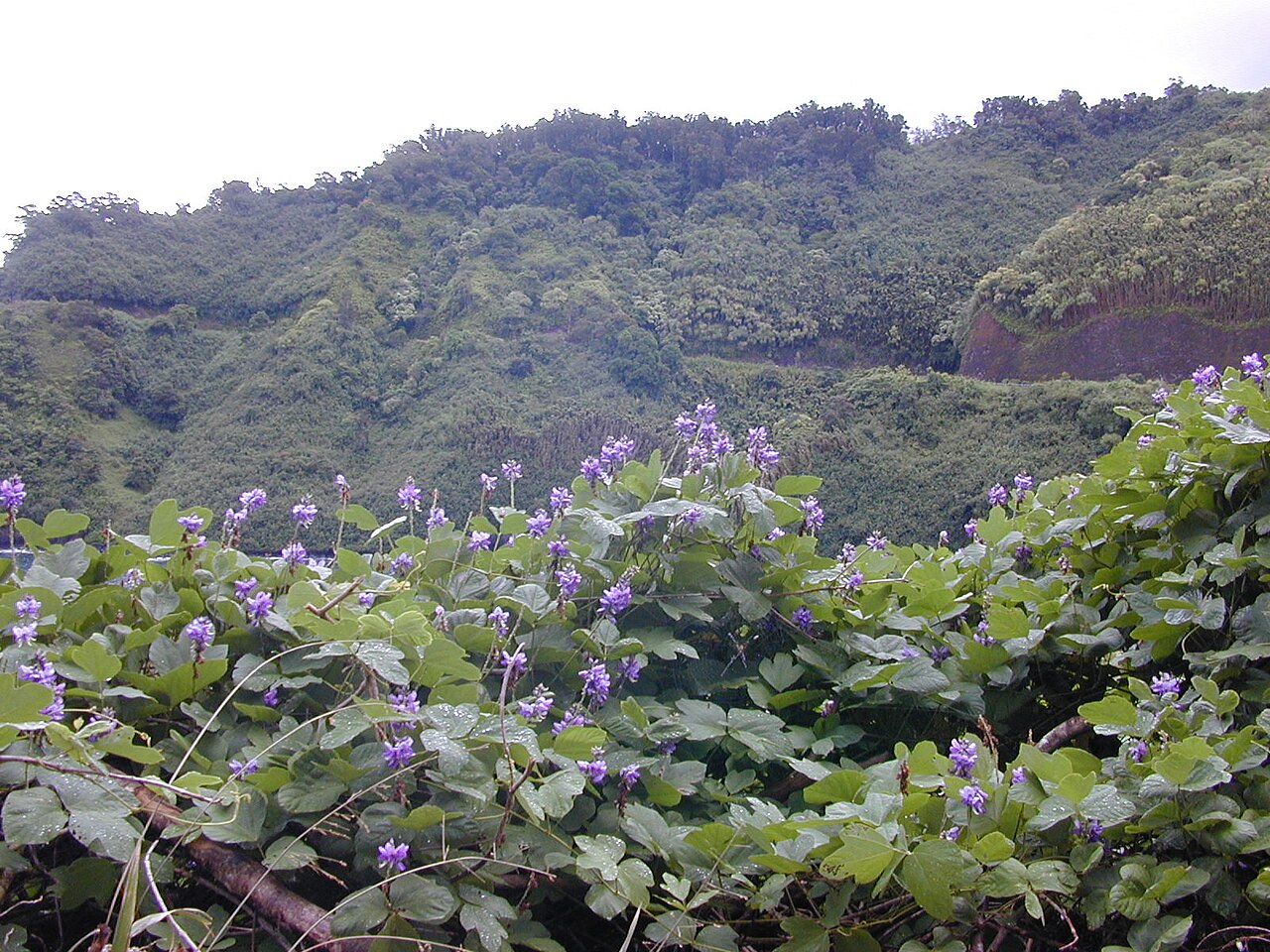Illustration Pueraria montana, Par Forest and Kim Starr, via wikimedia 