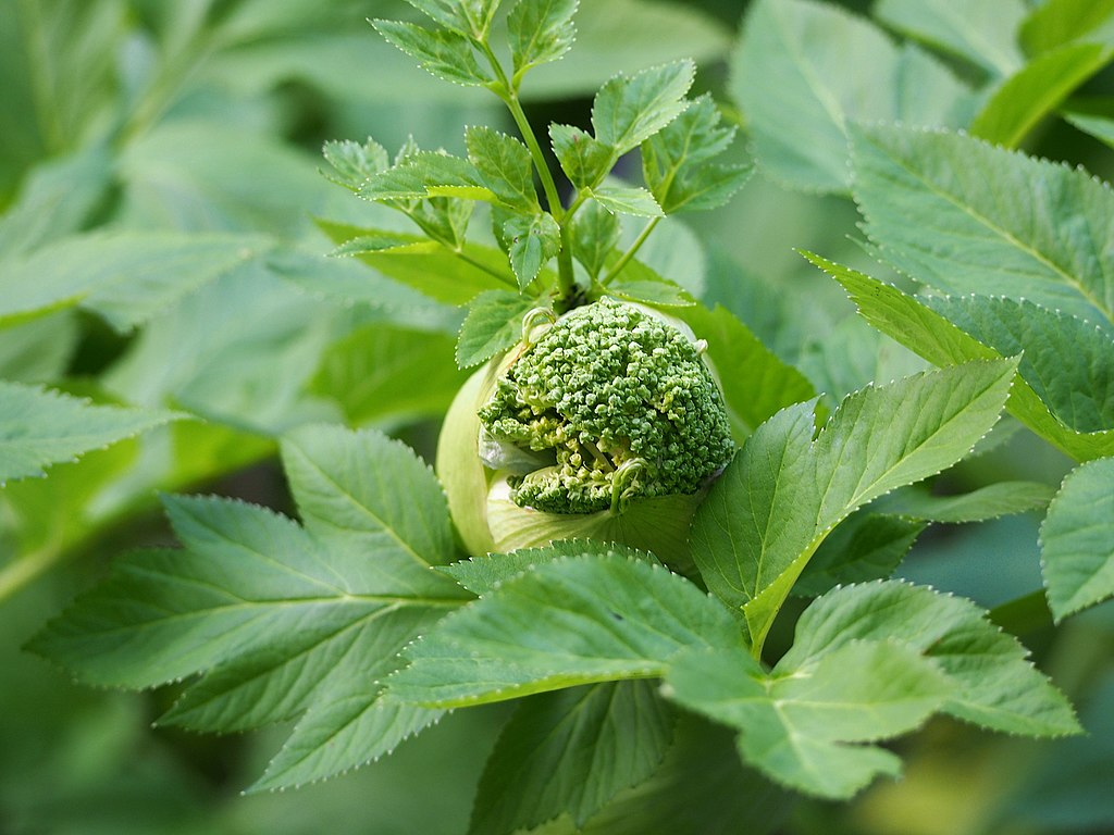 Illustration 2740_Angelica_archangelica_wikimedia_1024px-Angelica_archangelica_subsp._archangelica_Dziegiel_litwor_2019-05-24_05.jpg