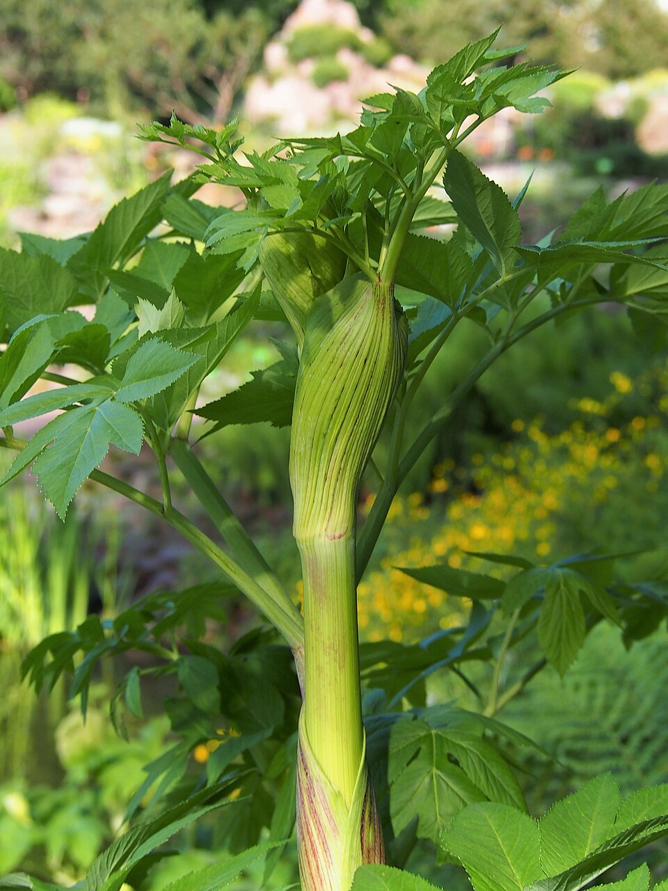 Illustration Angelica archangelica, Par Agnieszka+Kwiecie%C5%84%2C+Nova, via wikimedia 