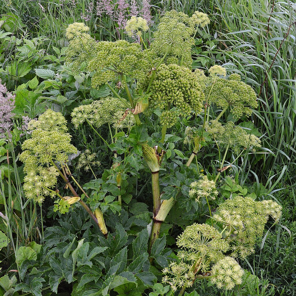 Illustration Angelica archangelica, Par Ryan Hodnett, via wikimedia 