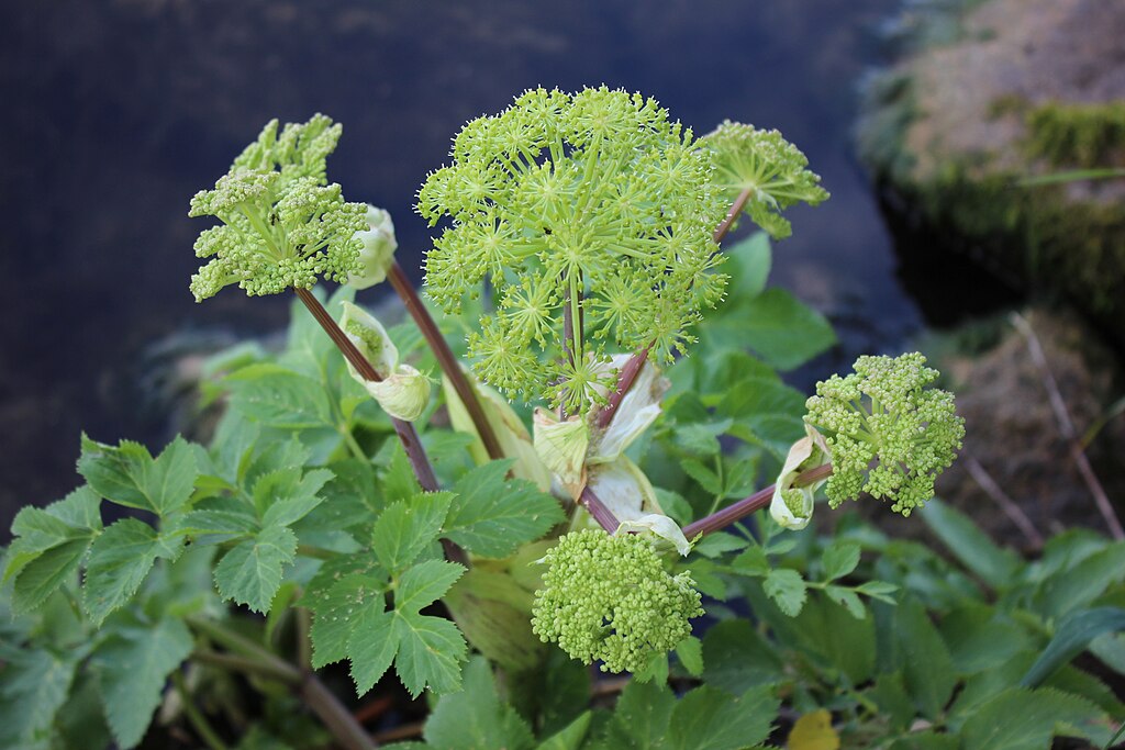 Illustration Angelica archangelica, Par Rosa-Maria Rinkl, via wikimedia 