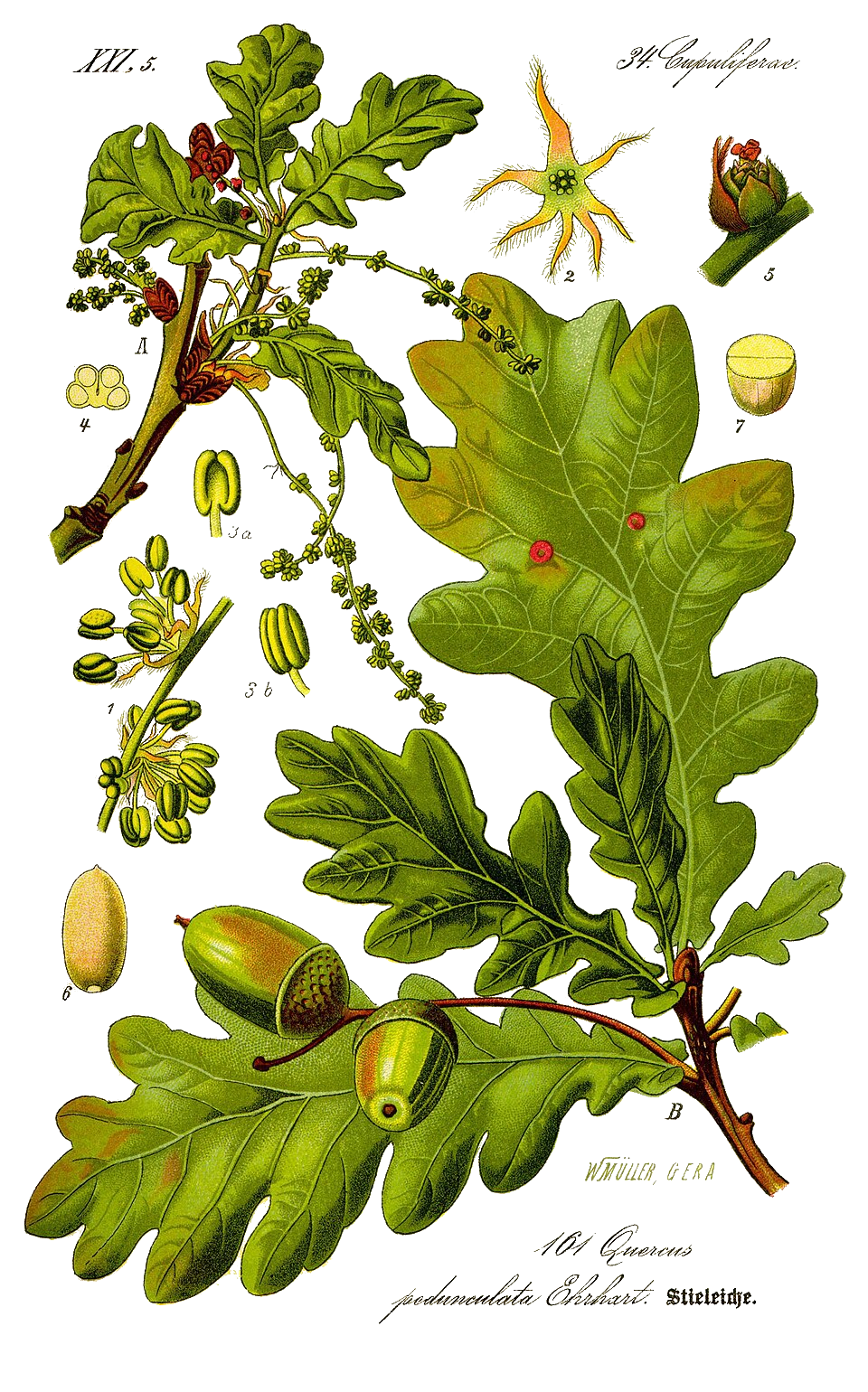 Illustration Quercus robur, Par Prof.+Dr.+Otto+Wilhelm+Thom%C3%A9+Flora+von+Deutschland%2C+%C3%96sterreich+und+der+Schweiz+1885%2C+Gera%2C+Allemagne, via wikimedia 