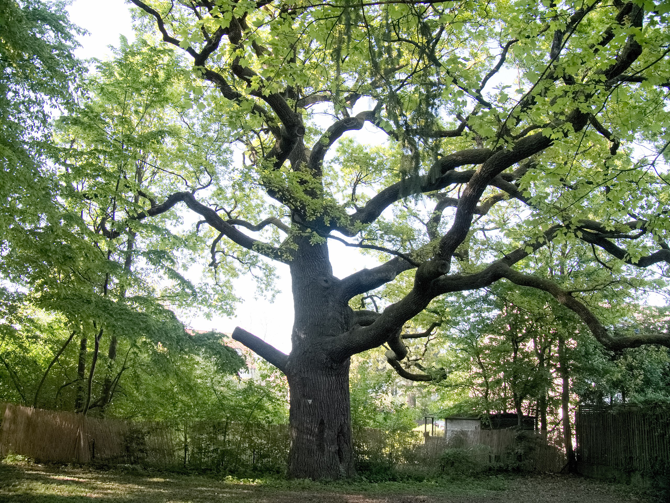 Illustration Quercus robur, Par Tkarcher, via wikimedia 