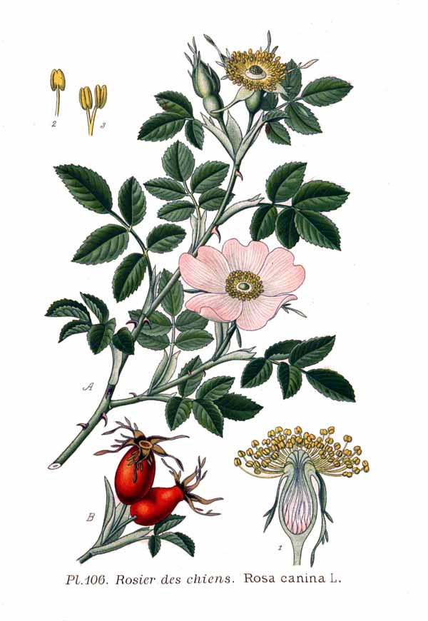 Illustration Rosa canina, Par Am%C3%A9d%C3%A9e+Masclef+%281858%E2%80%931916%29, via wikimedia 