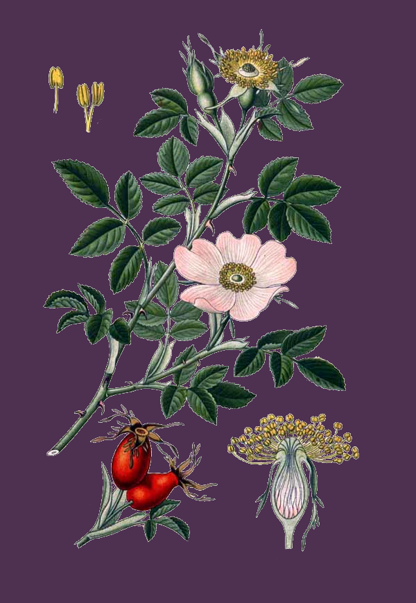 Illustration Rosa canina, Par Am%C3%A9d%C3%A9e+Masclef+%281858%E2%80%931916%29.+Atlas+des+plantes+de+France+%281891%29., via wikimedia 