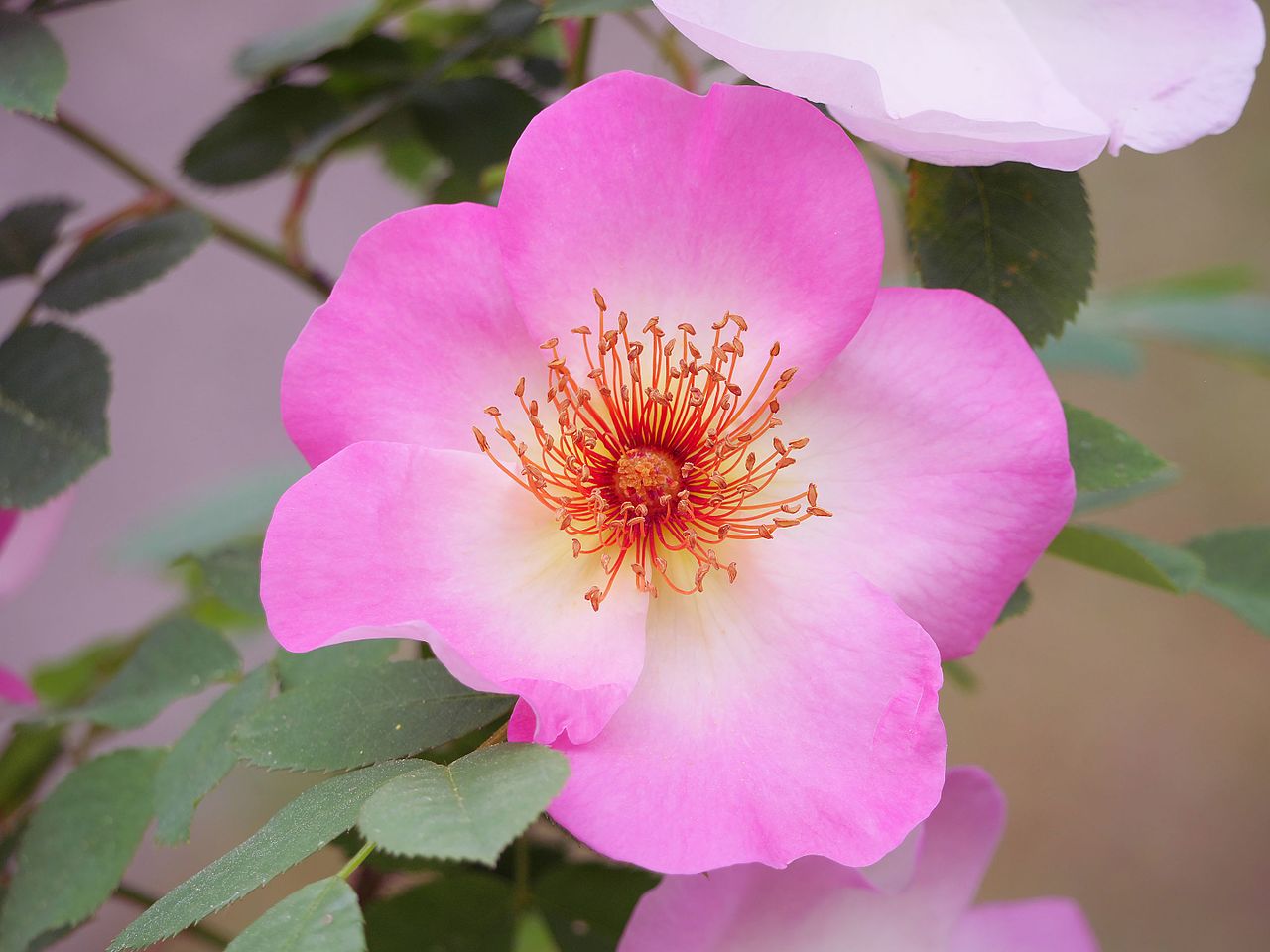 Illustration Rosa canina, Par Membeth, via wikimedia 