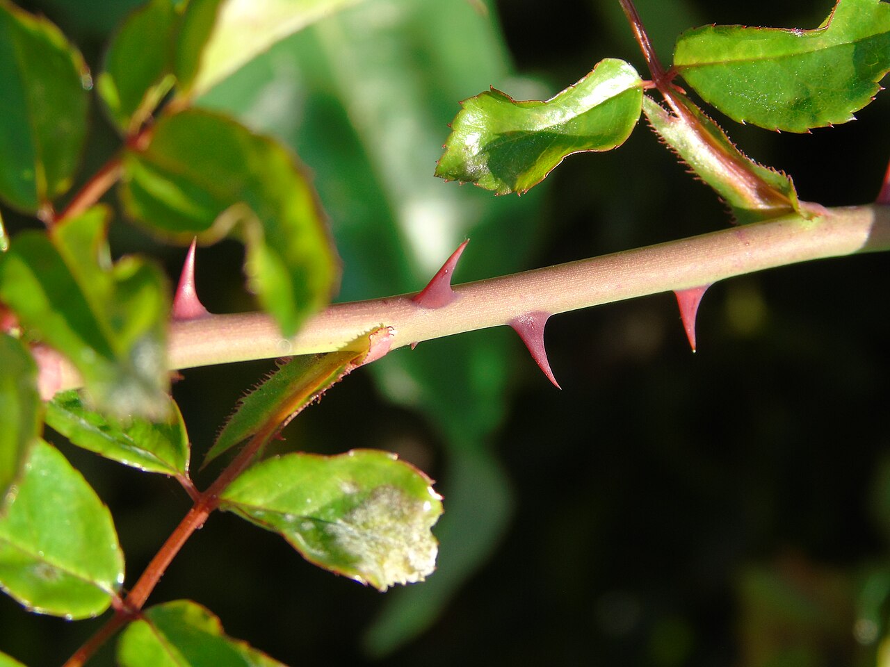 Illustration Rosa canina, Par Fernando+Losada+Rodr%C3%ADguez, via wikimedia 