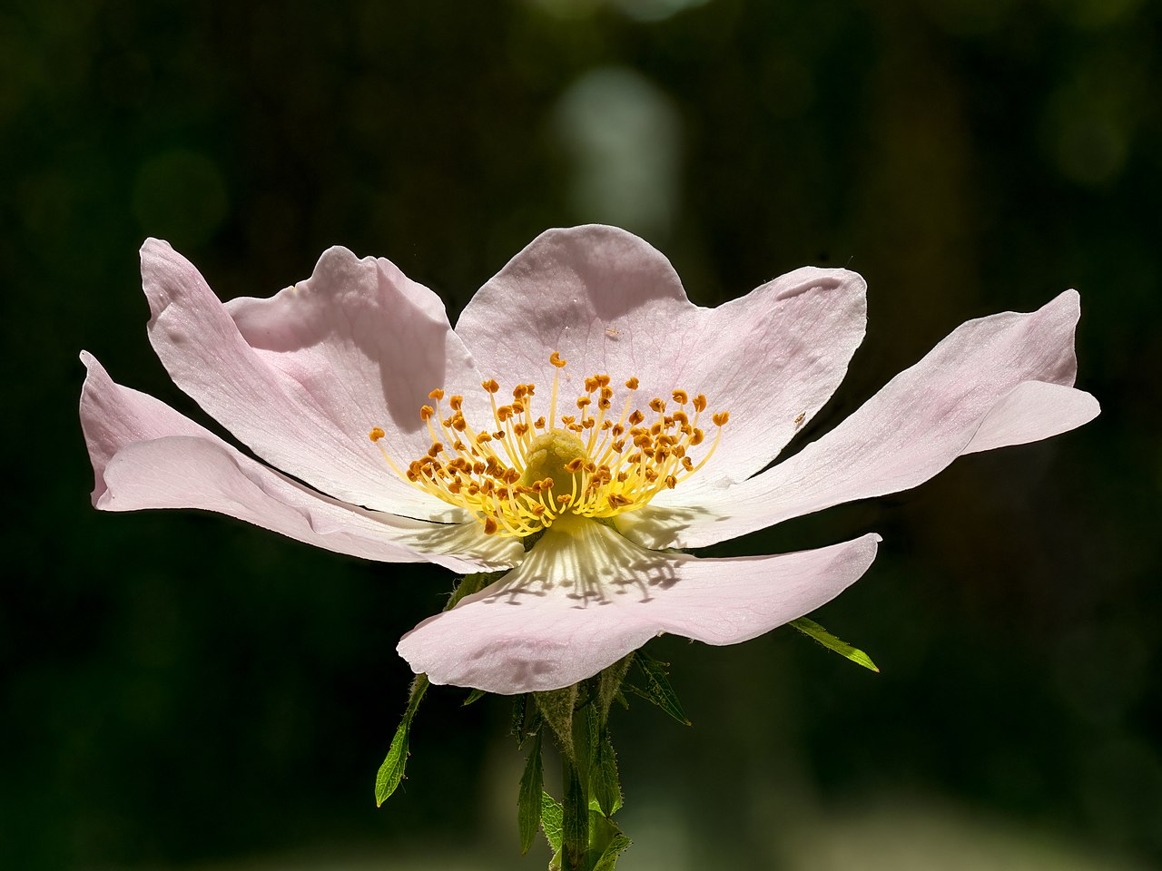 Illustration Rosa canina, Par Ermell, via wikimedia 