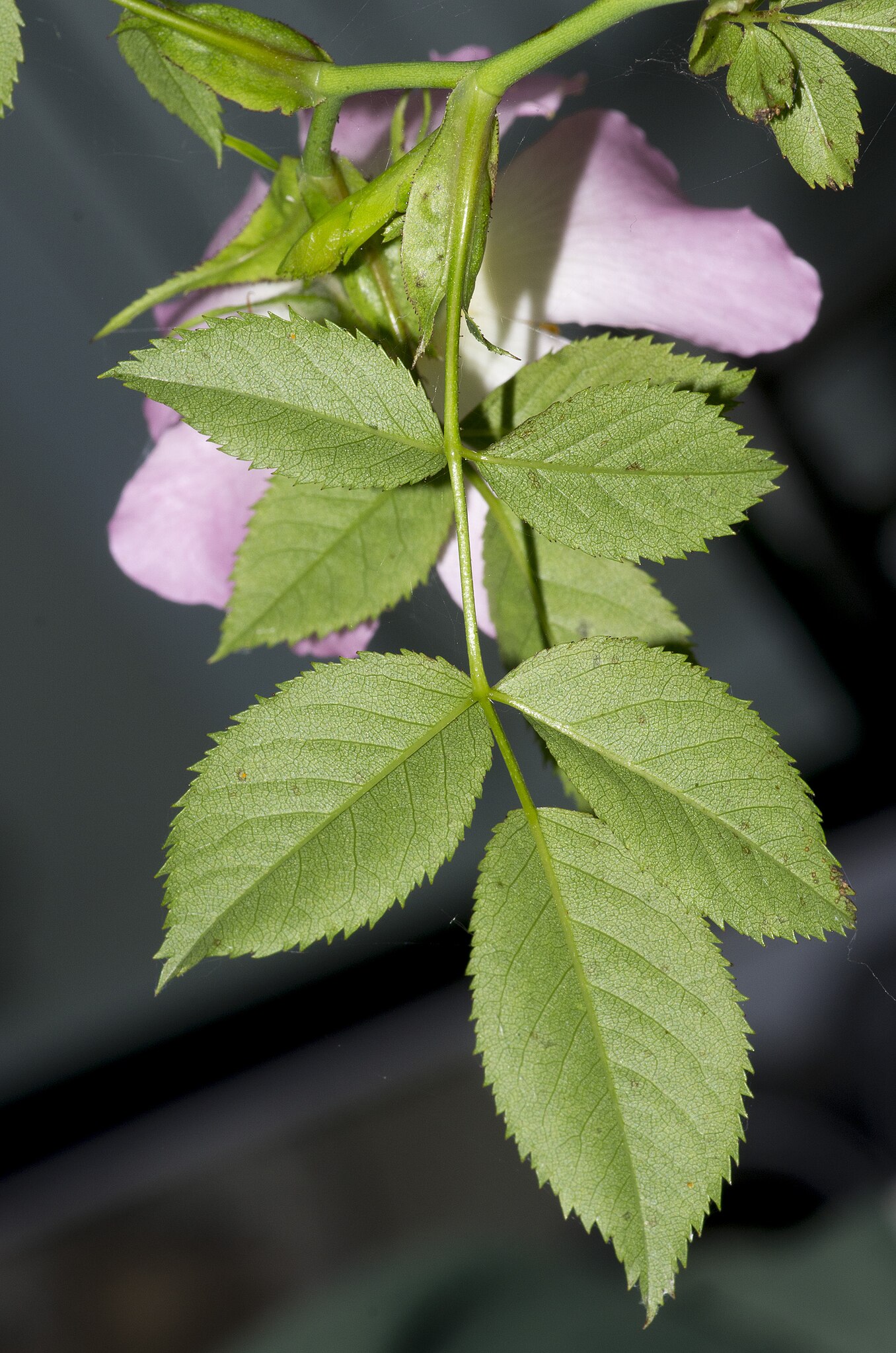 Illustration Rosa canina, Par Jean-Jacques+HOUDR%C3%89, via wikimedia 