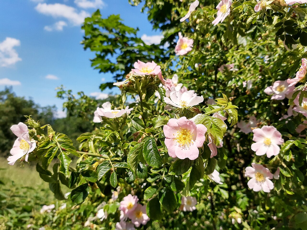 Illustration Rosa canina, Par Gerda Arendt, via wikimedia 
