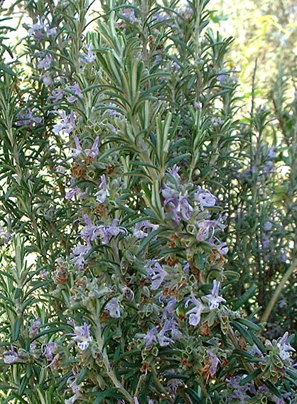 Illustration Rosmarinus officinalis, Par Jeantosti, via wikimedia 