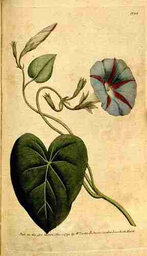 Illustration Ipomoea purpurea cv. 'Knowlians Black', Par Botanical Magazine (vol. 4: t. 113, 1791) [n.a.], via plantillustrations 