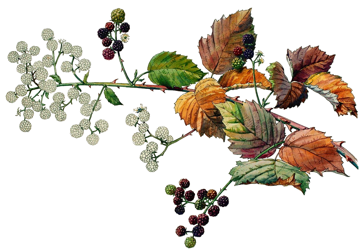 Illustration Rubus fruticosus, Par Henri+Berg%C3%A9+%281870%E2%80%931937%29, via wikimedia 