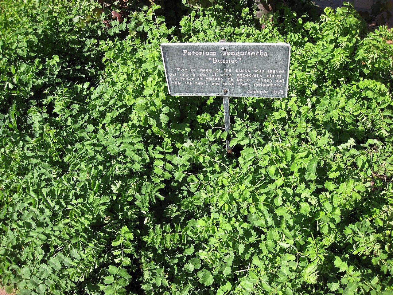 Illustration Sanguisorba minor, Par Raffi Kojian, via wikimedia 