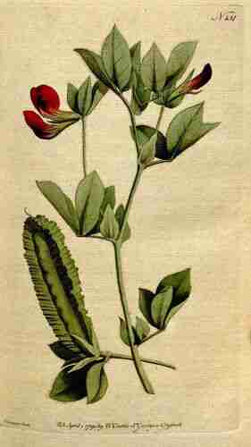 Illustration Lotus tetragonolobus, Botanical Magazine (vol. 5: t. 151, 1792) [S.T. Edwards], via plantillustrations.org 