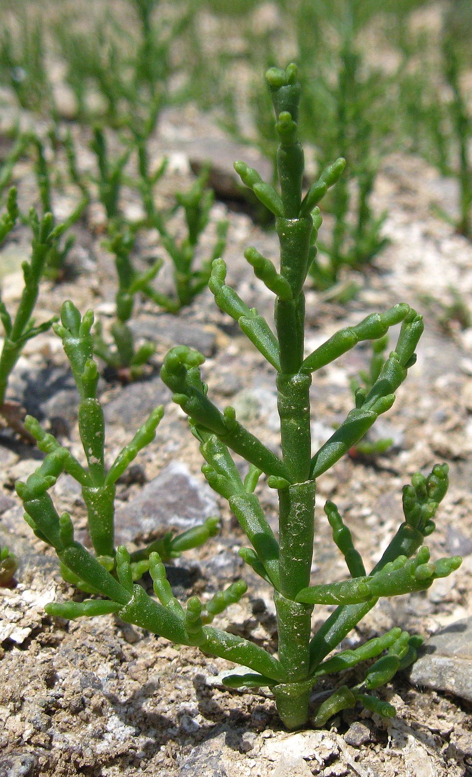 Illustration Salicornia europaea, Par Saeed.Ahmadi, via wikimedia 