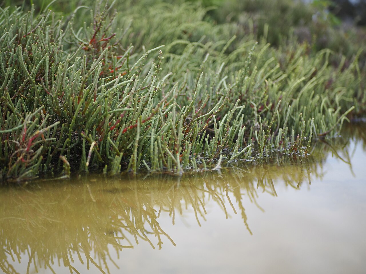 Illustration Salicornia europaea, Par James Gabarretta, via wikimedia 