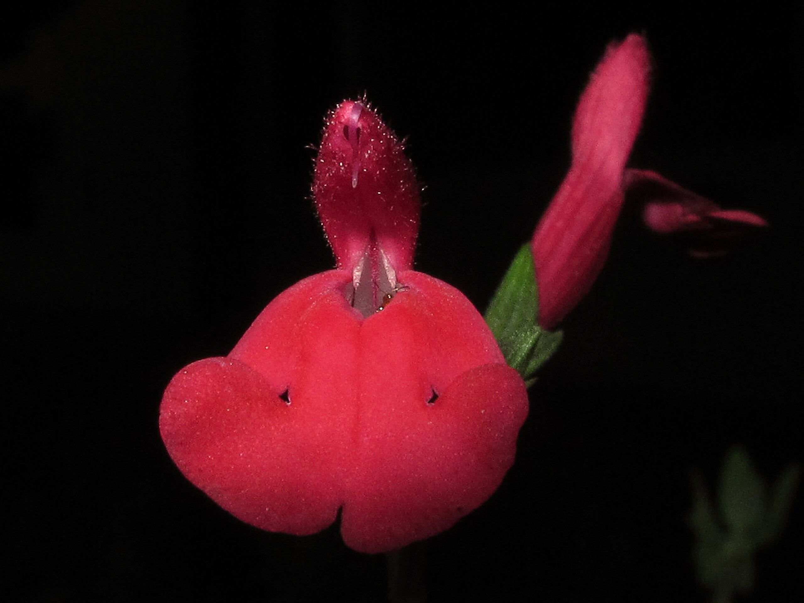 Illustration Salvia microphylla, Par jacilluch, via wikimedia 