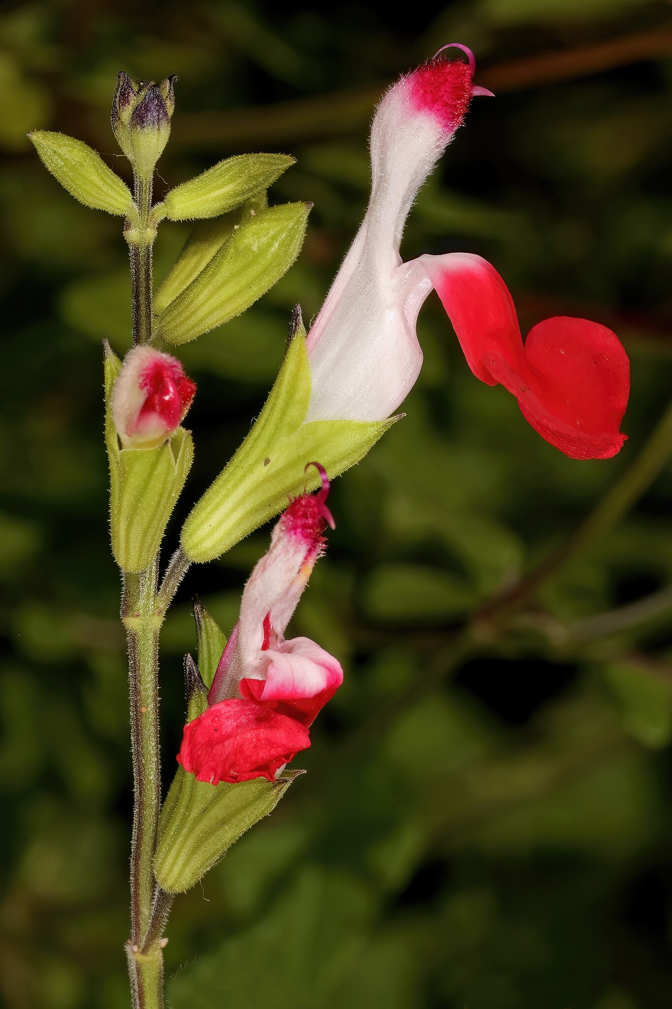 Illustration Salvia microphylla, Par SAplants, via wikimedia 