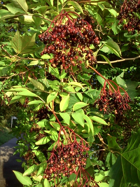 Illustration Sambucus nigra, Par Lecheminlu, via wikimedia 
