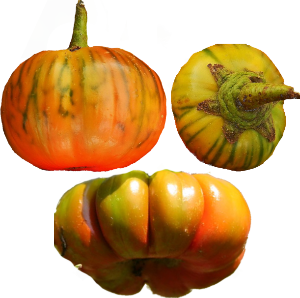 Illustration Solanum aethiopicum, Par , via x 
