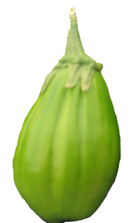 Illustration Solanum aethiopicum cv. 'Comprido Verde Claro', Par , via x 