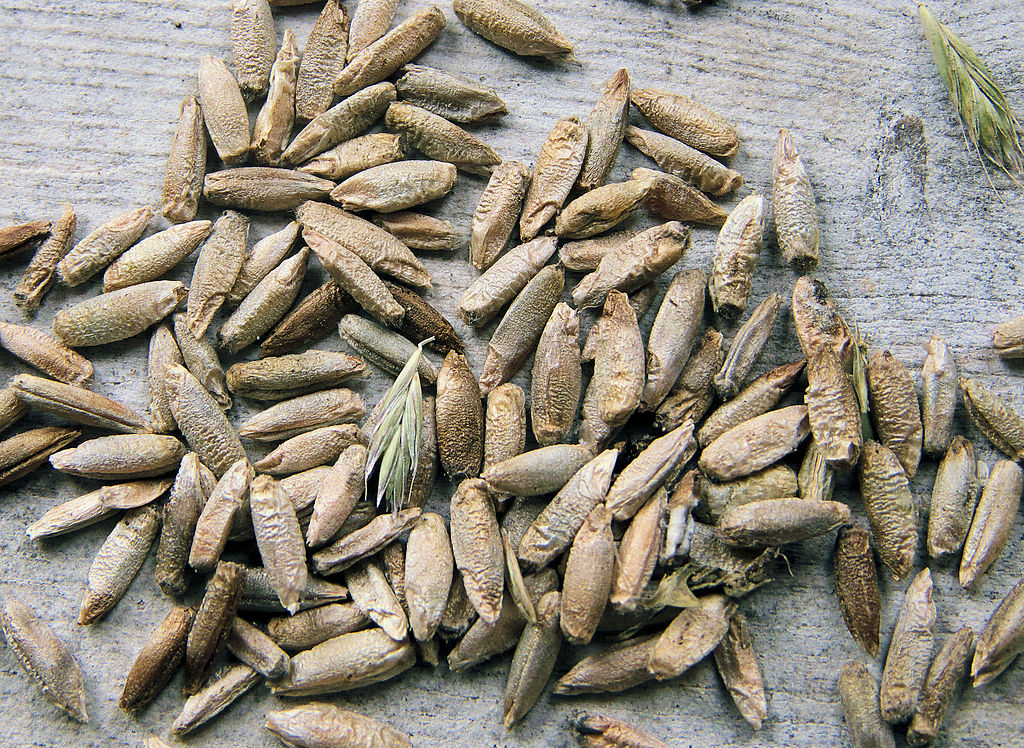 Illustration Secale cereale, Par Rasbak, via wikimedia 