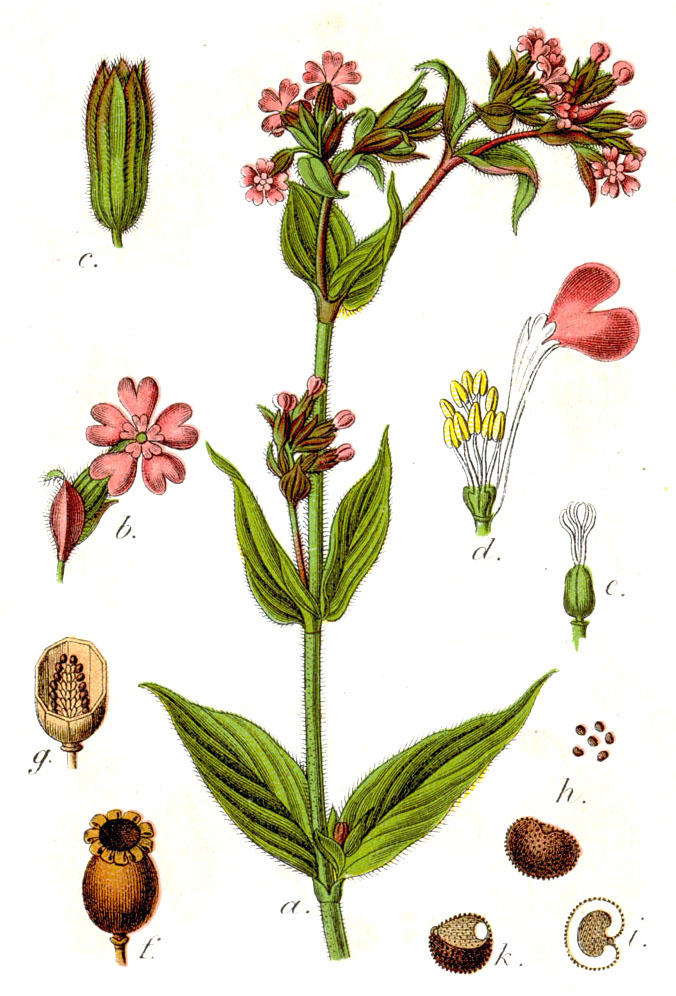Illustration Silene dioica, Par Johann+Georg+Sturm+%28Peintre+%3A+Jacob+Sturm%29, via wikimedia 